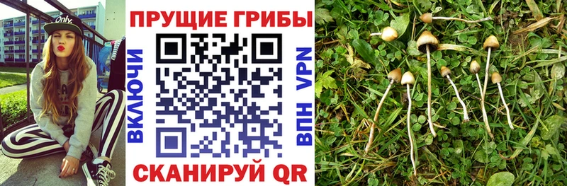 Купить закладки  Мытищи  Псилоцибиновые грибы мицелий 